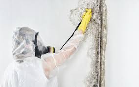 Ukiah, CA Mold Removal & Remediation Company